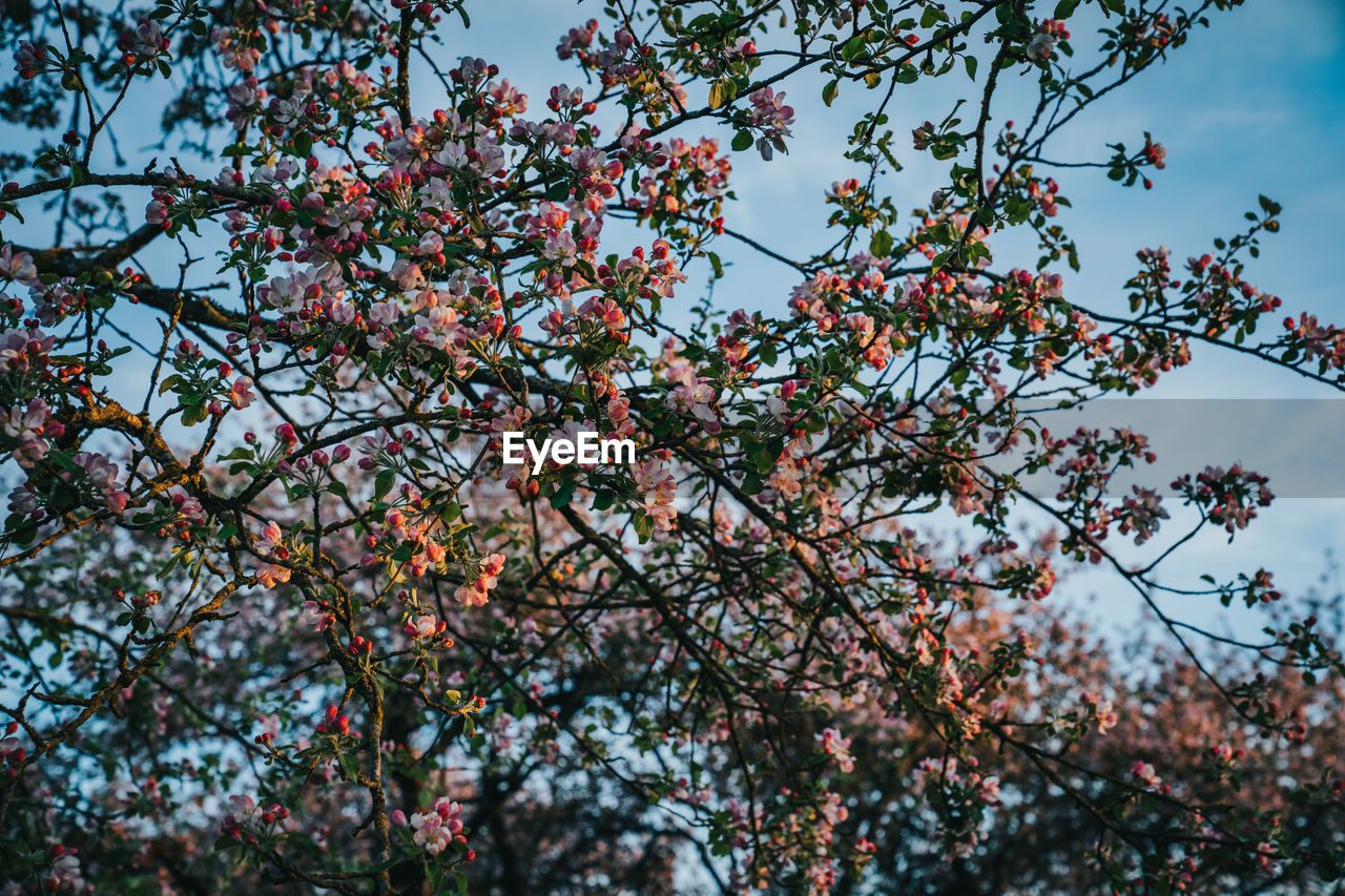 LOW ANGLE VIEW OF PINK CHERRY BLOSSOM