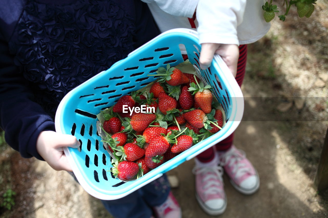 High angle view of person holding strawberries in basket