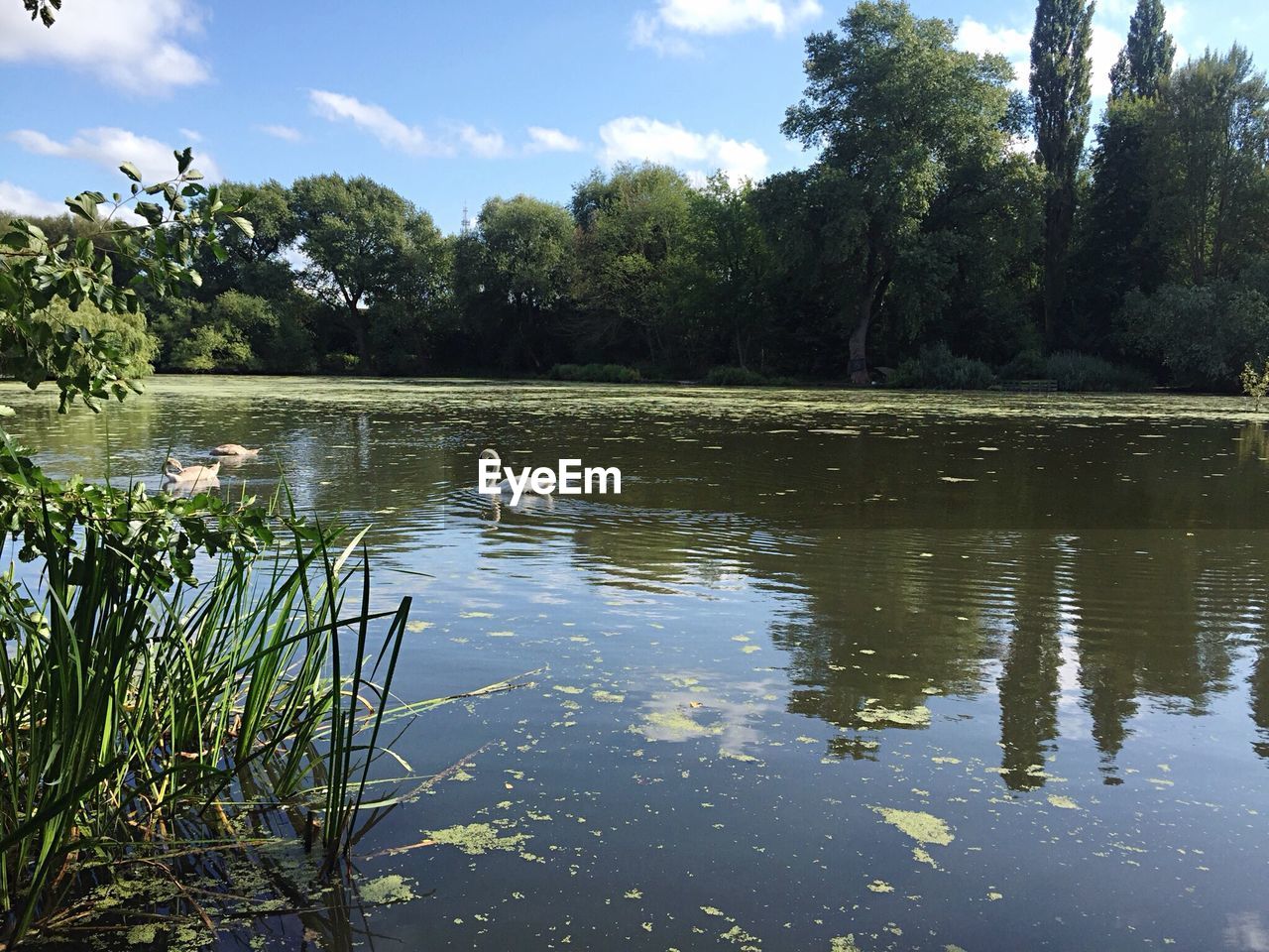 English Lake With Swans And Reflection Of Trees On Eyeem