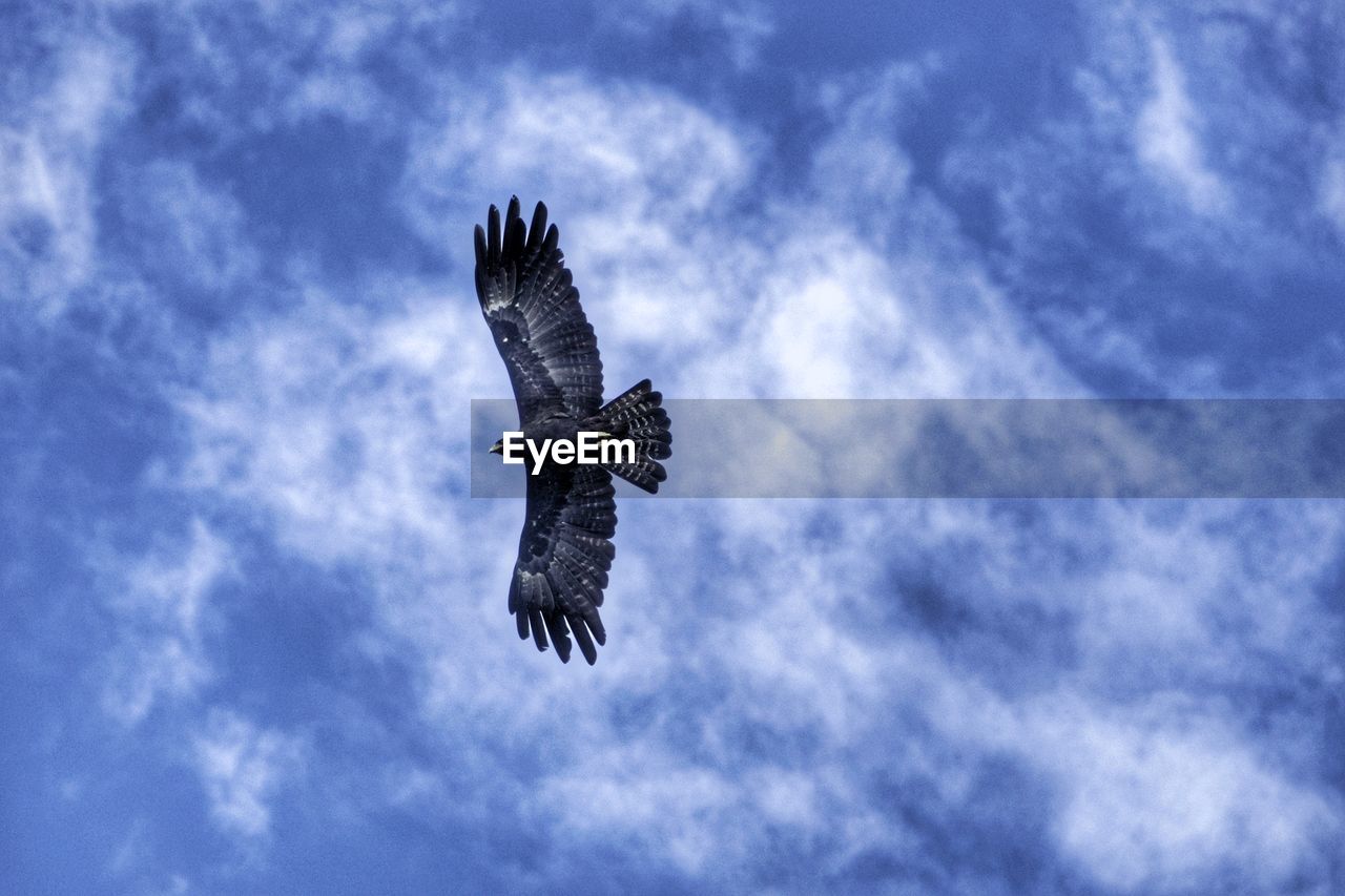 flying, sky, bird, animal themes, animal, cloud, blue, wildlife, animal wildlife, spread wings, one animal, eagle, bird of prey, nature, animal body part, low angle view, mid-air, no people, day, outdoors, beauty in nature, animal wing, wing, motion