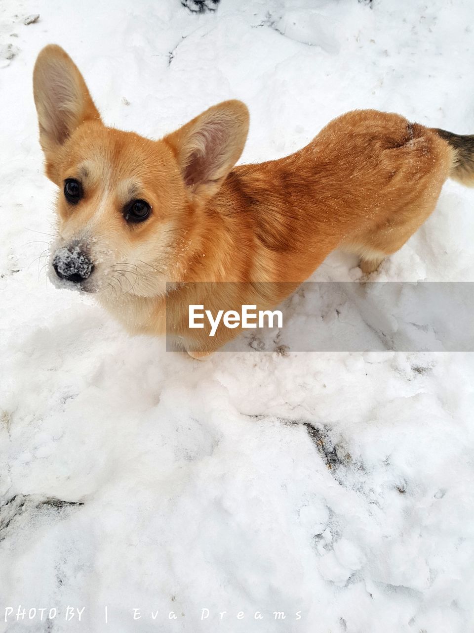 CLOSE-UP OF DOG IN WINTER