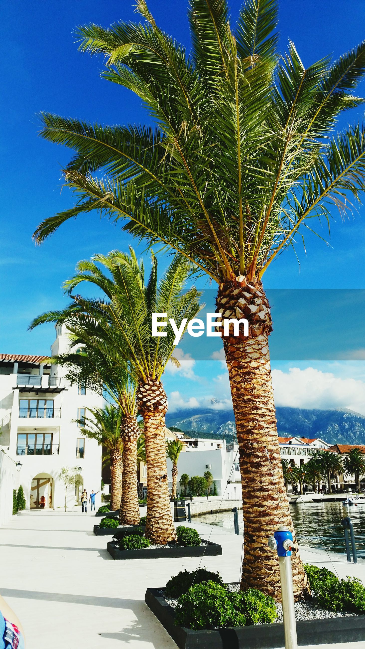Sea Palm Trees Palm Montenegro Luxury Porto Eyeem