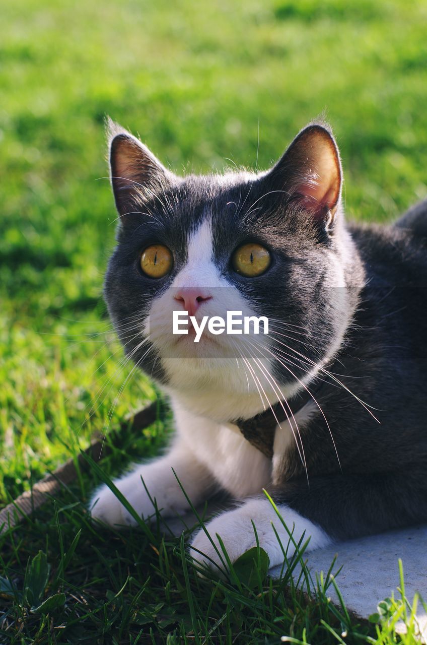 PORTRAIT OF A CAT ON GRASS