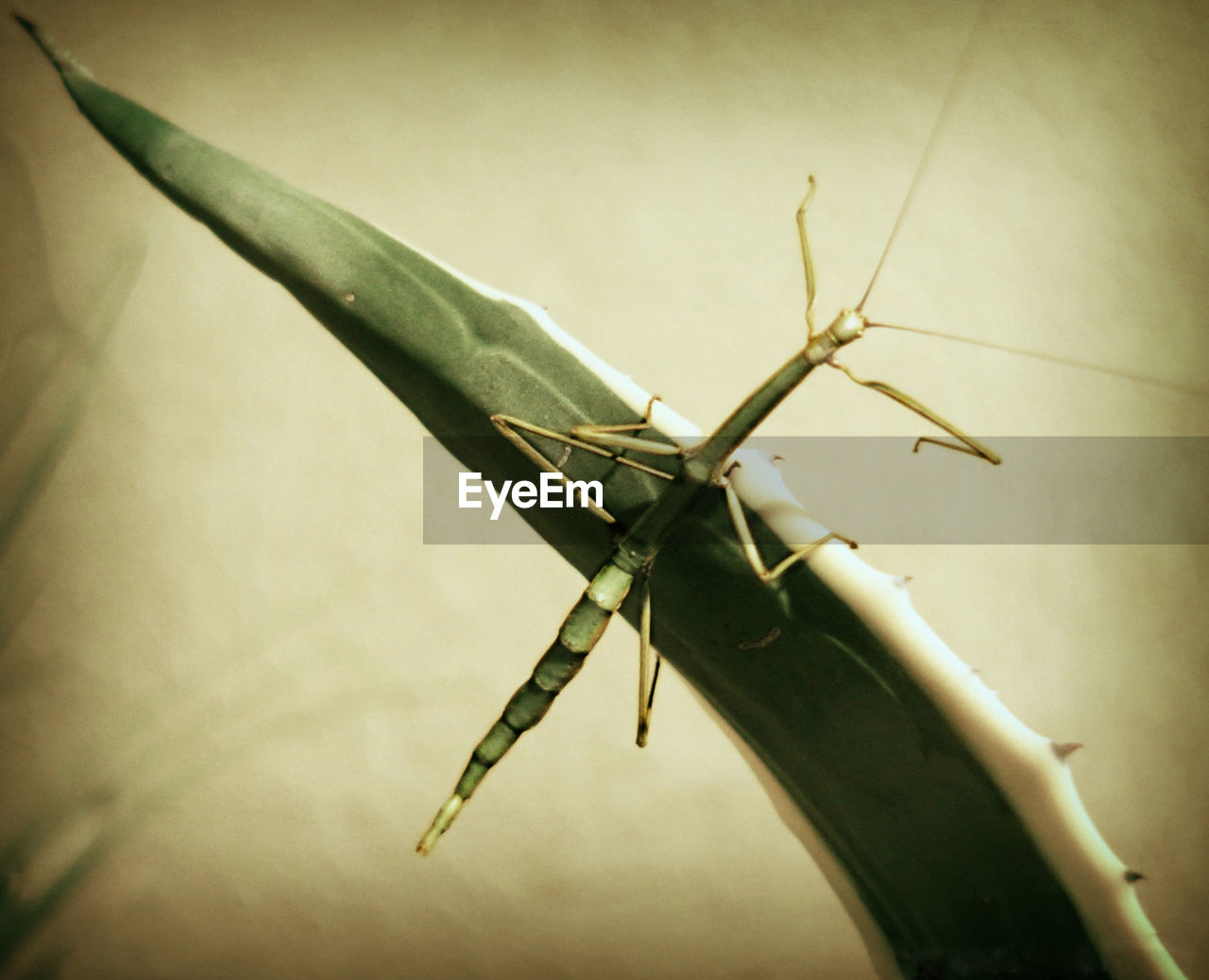 Close-up of stick insect on plant