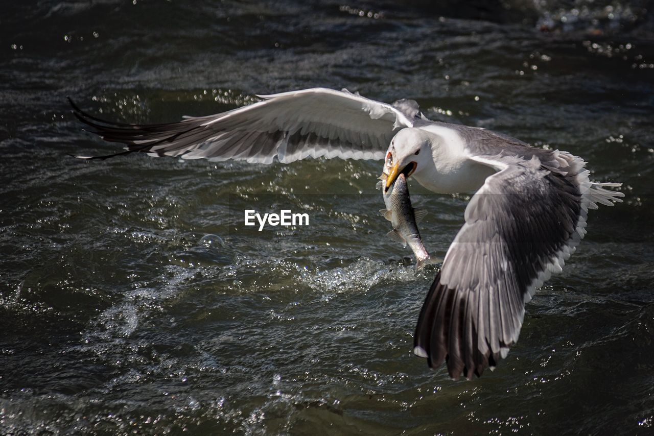 Seagull with fish in beak flying over sea