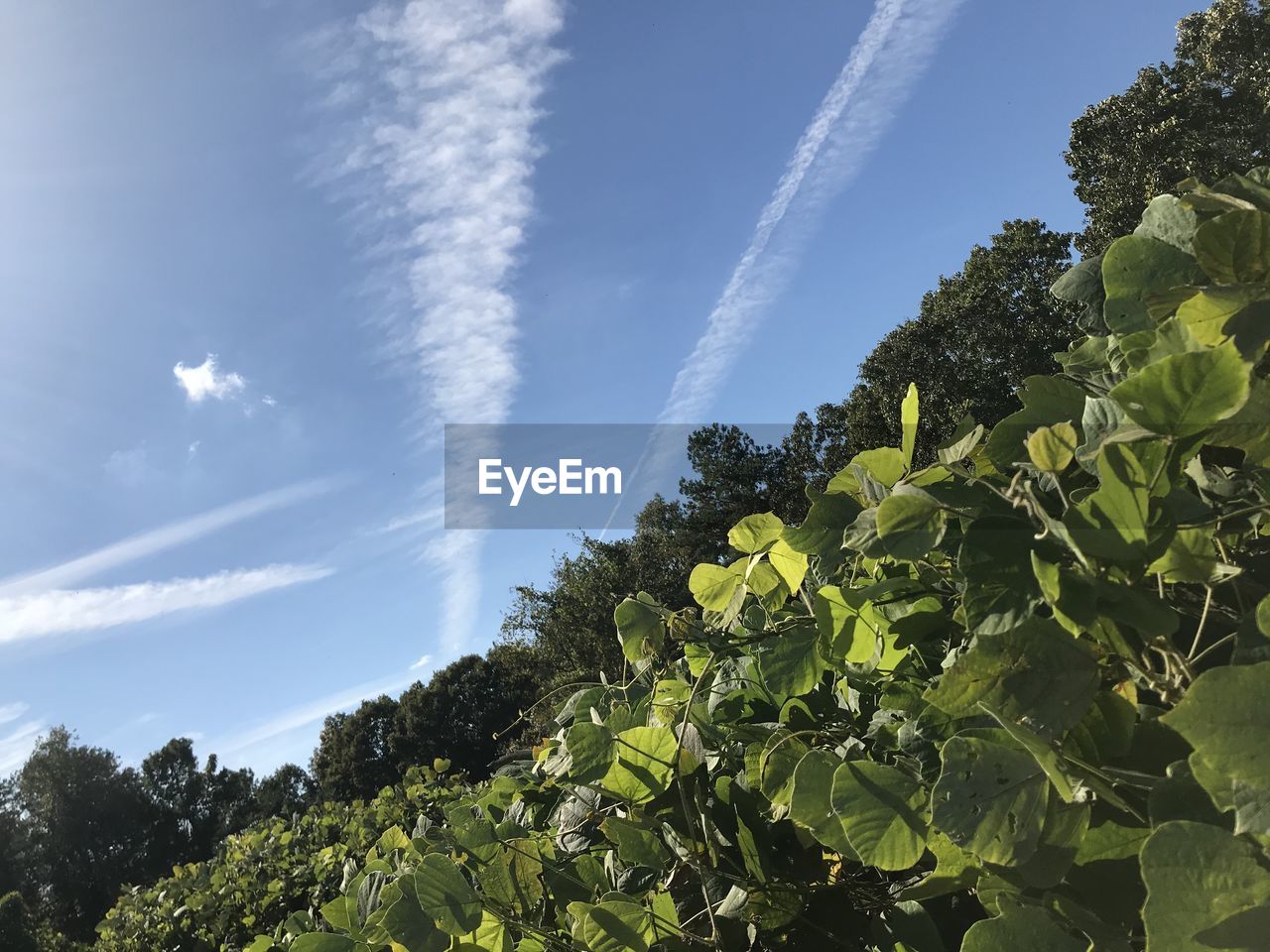 LOW ANGLE VIEW OF PLANTS GROWING AGAINST SKY