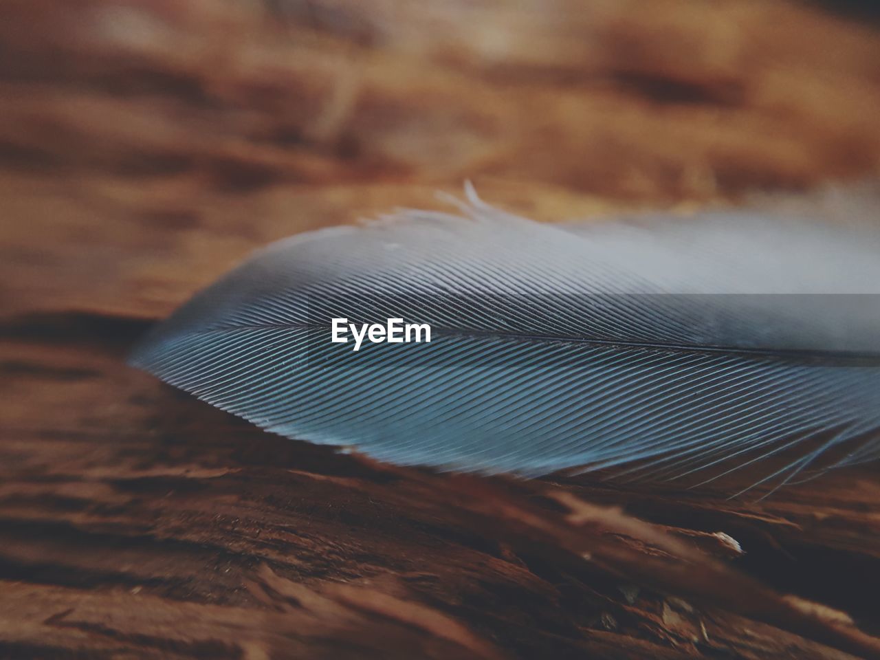 Close-up of feather on wood