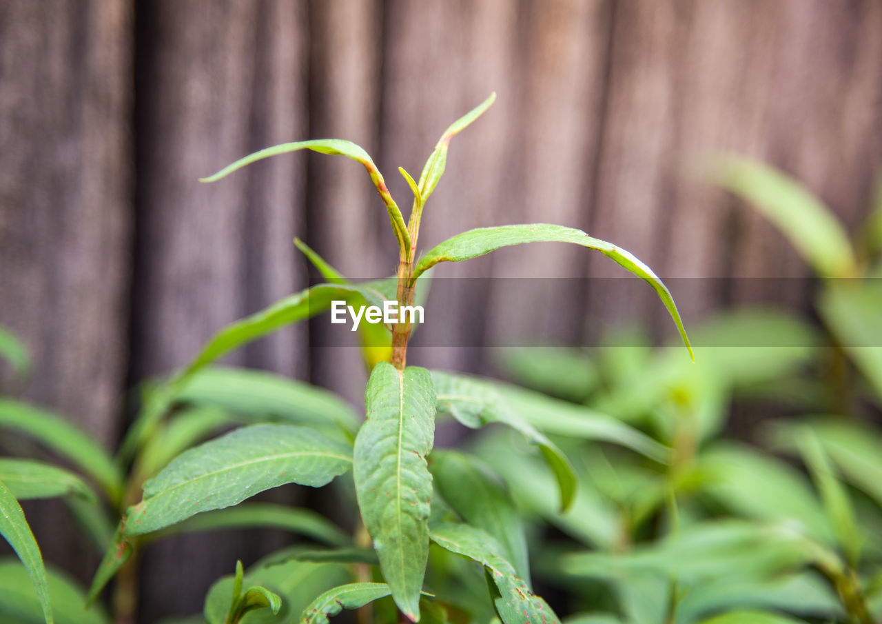 CLOSE-UP OF FRESH PLANT