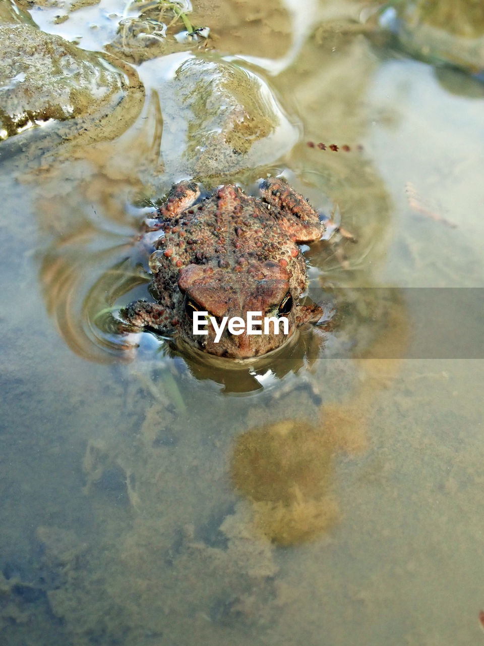 High angle view of toad swimming in lake