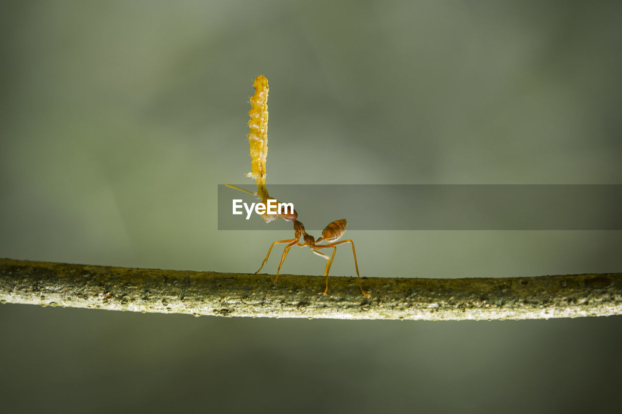Close-up of insect
