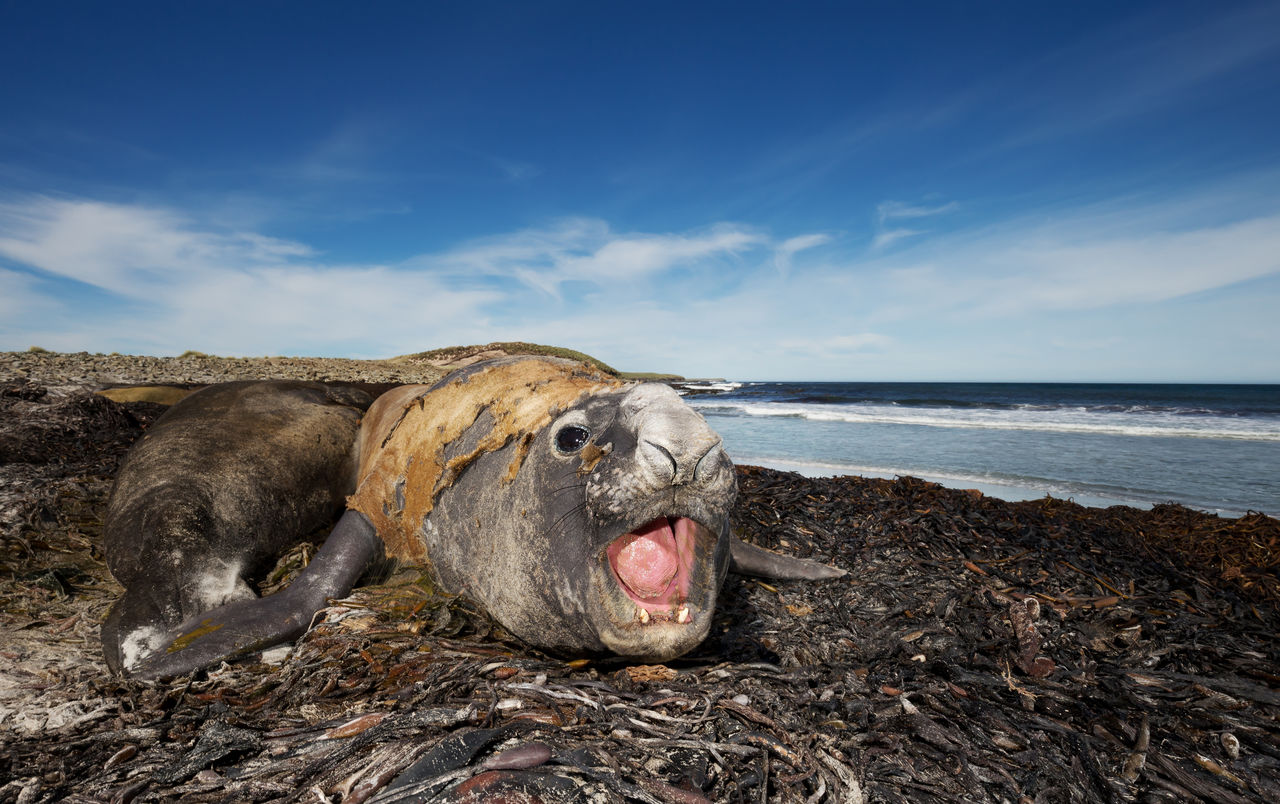 Elephant seal at beach