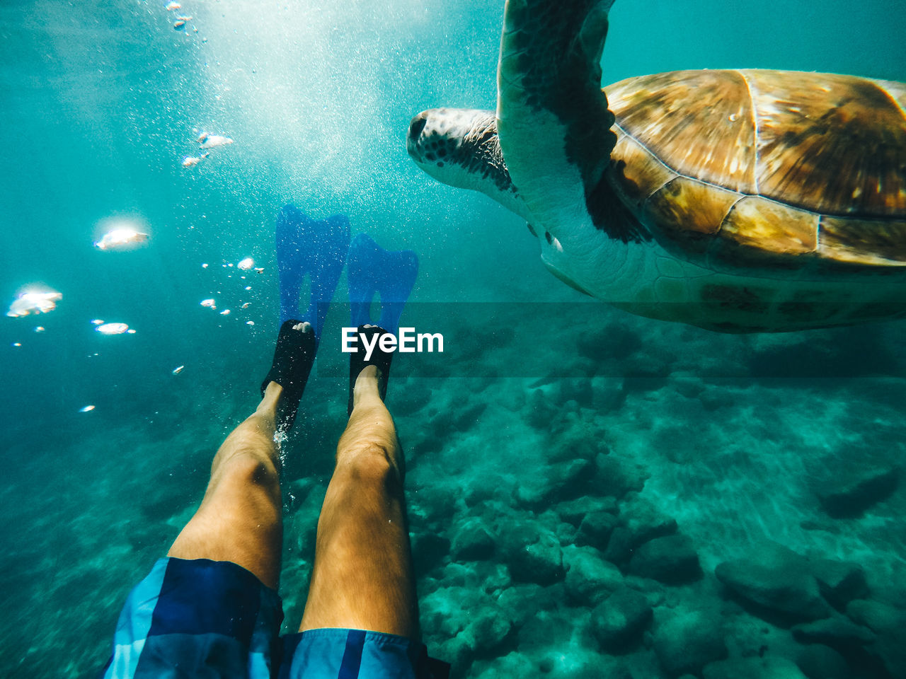 Low section of man swimming with turtle in sea
