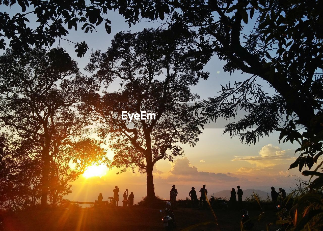 Tree Sunset Silhouette Sun Branch Tranquil Scene Eyeem