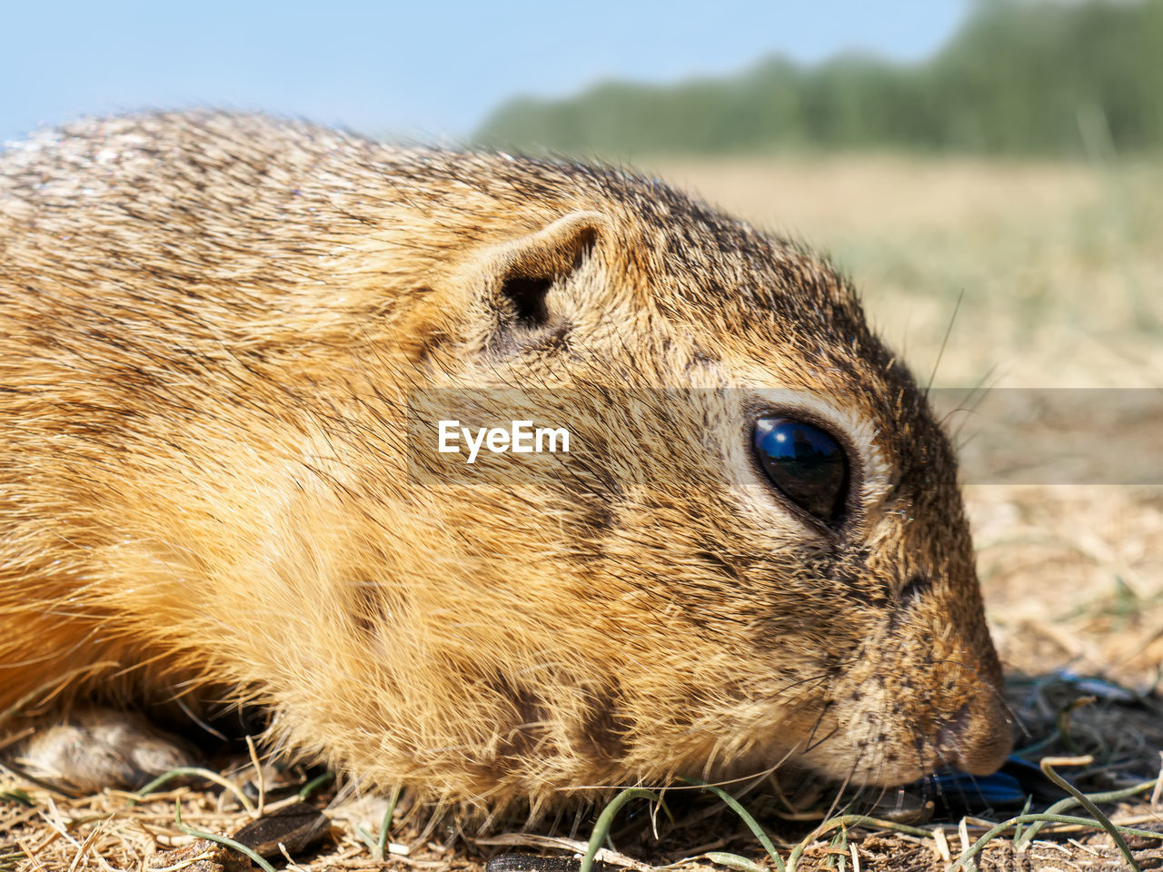animal, animal themes, one animal, animal wildlife, wildlife, mammal, whiskers, nature, no people, rodent, close-up, animal body part, day, outdoors, portrait, prairie dog, side view, animal head, cute, grass
