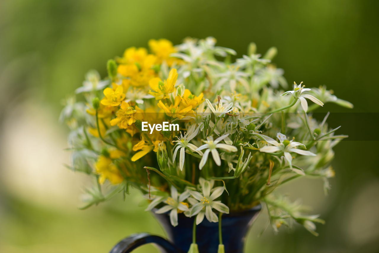 Close-up of bouquet of nice wildflowers