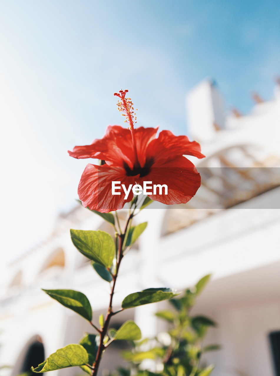 Close-up of red hibiscus flower