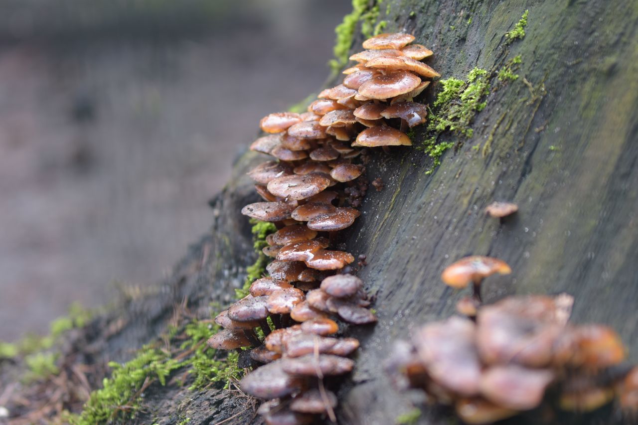 CLOSE-UP OF MUSHROOM GROWING ON TREE TRUNK IN FOREST