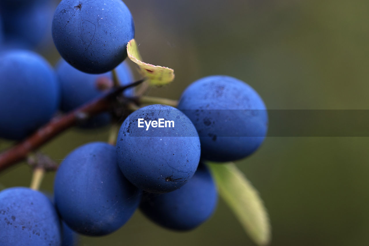 CLOSE-UP OF GRAPES GROWING ON BLUE