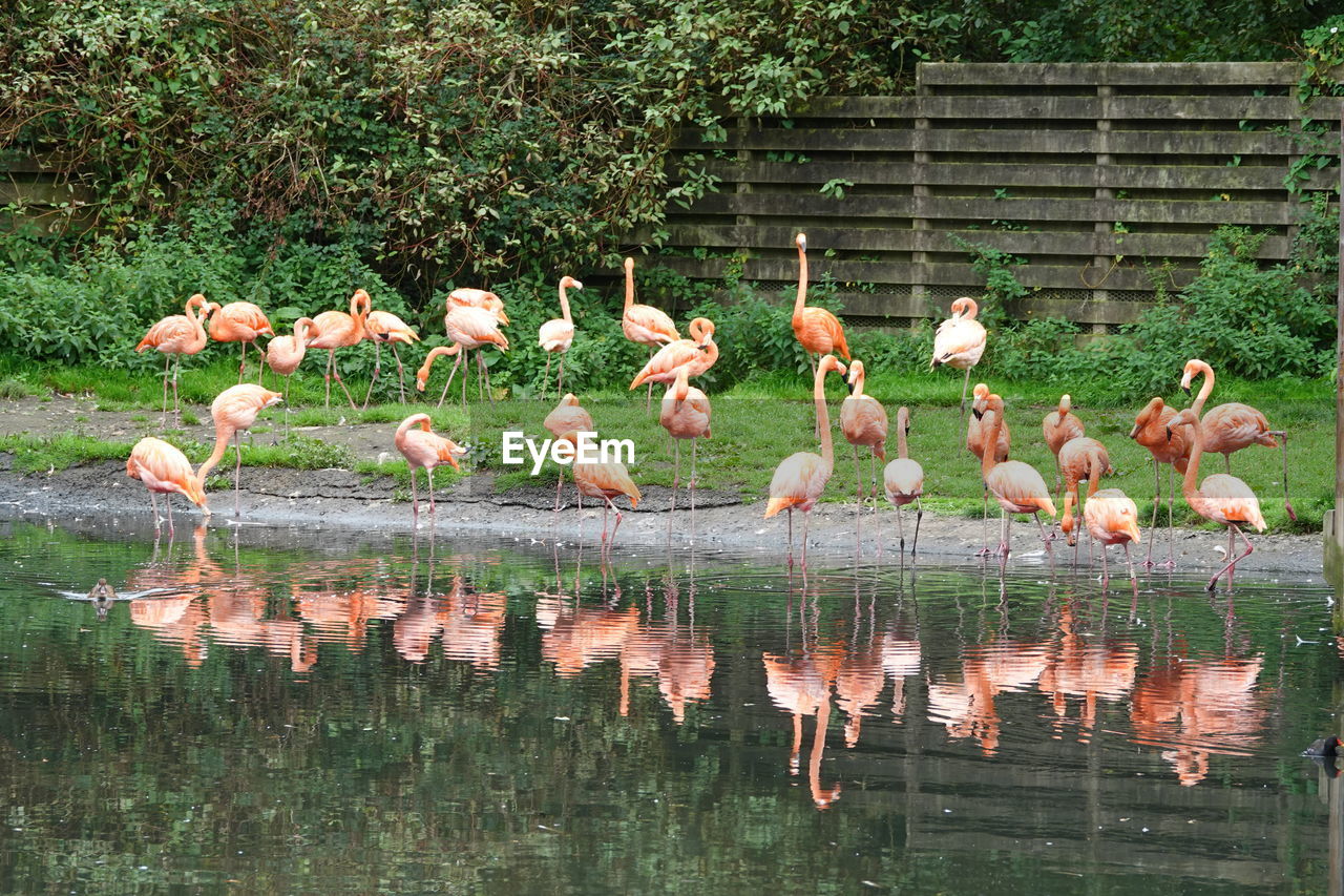 Flock of birds on the lake