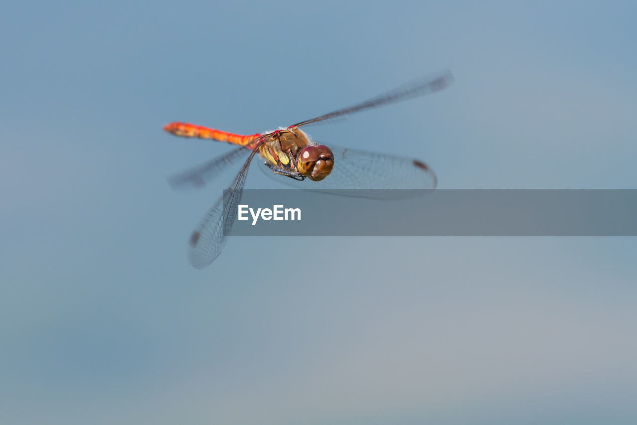 Close-up of dragonfly flying