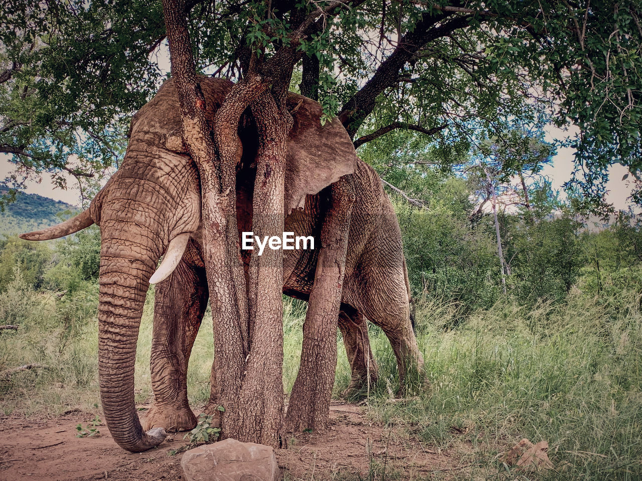 animal themes, animal, tree, elephant, wildlife, indian elephant, plant, mammal, animal wildlife, savanna, safari, no people, nature, animal body part, african elephant, one animal, jungle, trunk, day, land, animal trunk, outdoors, tusk, adventure, forest, tree trunk, environment, field, zoo