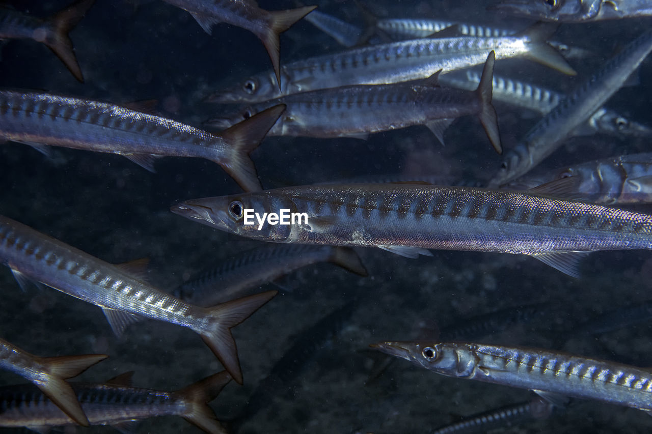Yellowmouth barracuda - sphyraena viridensis - in the mediterranean sea