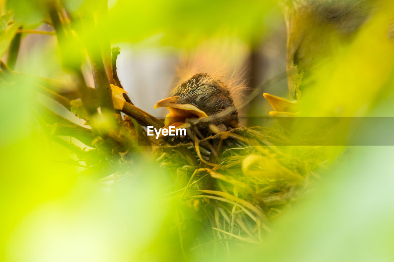 Close-up of bird chick on plant