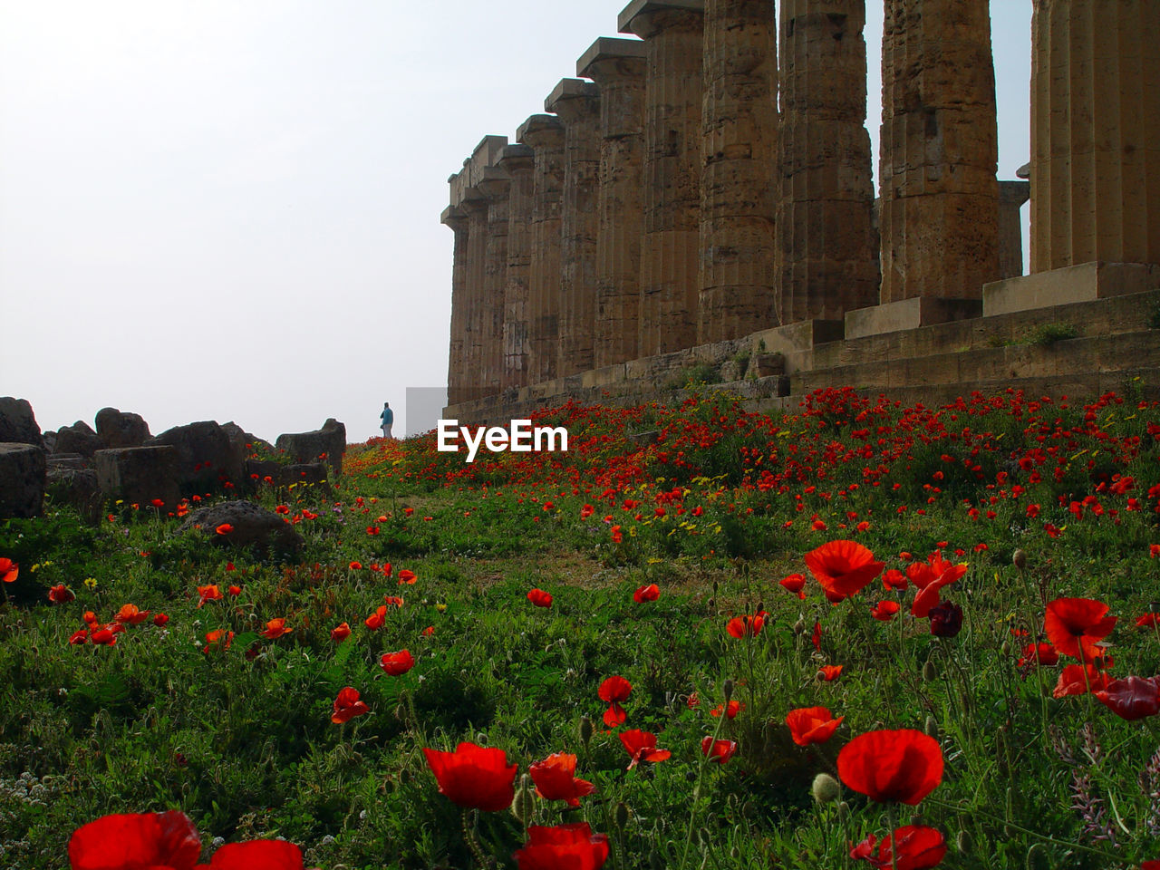 flower, flowering plant, red, plant, architecture, building exterior, history, the past, built structure, nature, freshness, fragility, growth, sky, poppy, beauty in nature, vulnerability, day, no people, land, outdoors, flower head, ancient civilization, flowerbed