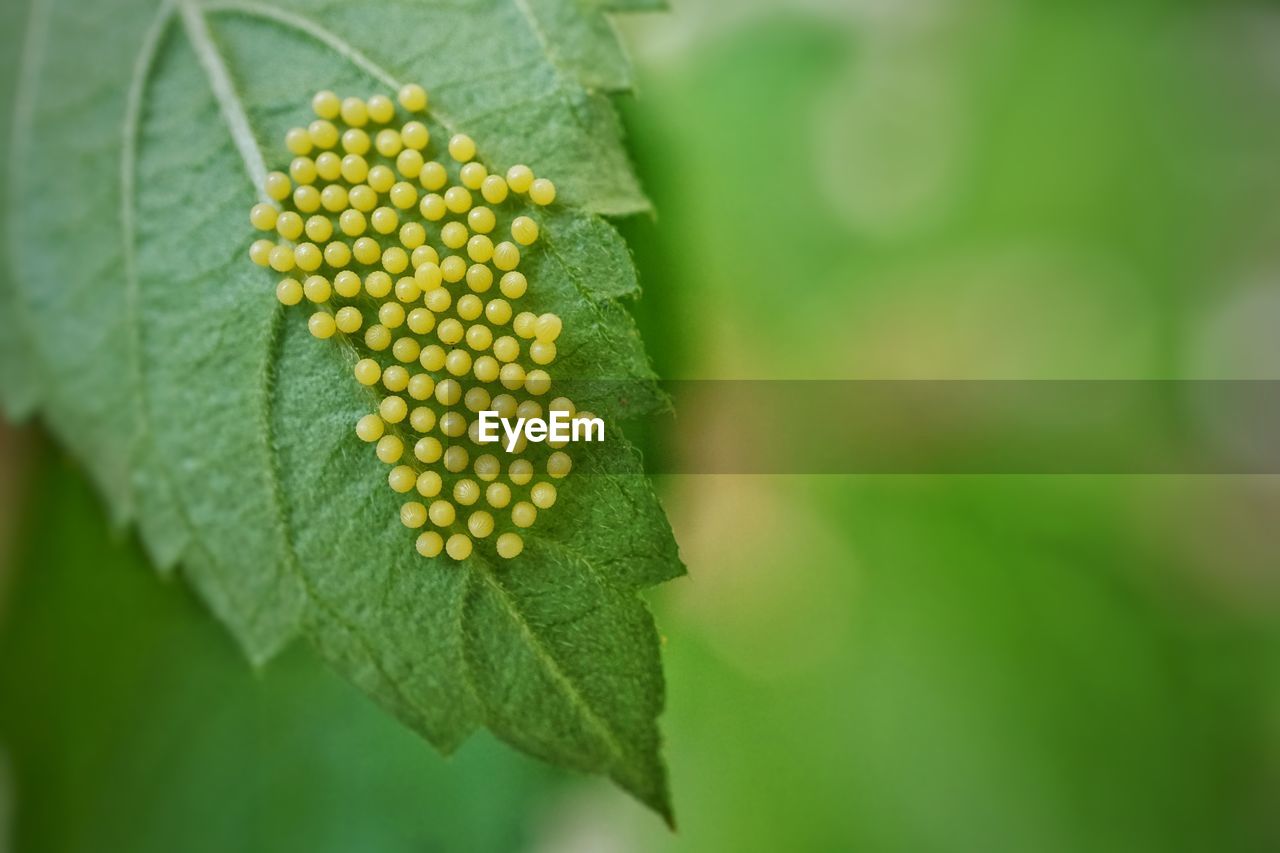 CLOSE-UP OF YELLOW LEAF
