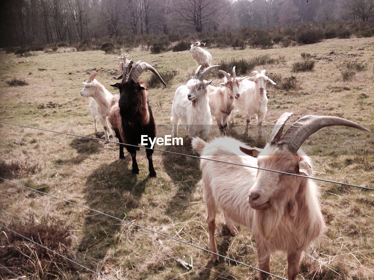 Goats on field
