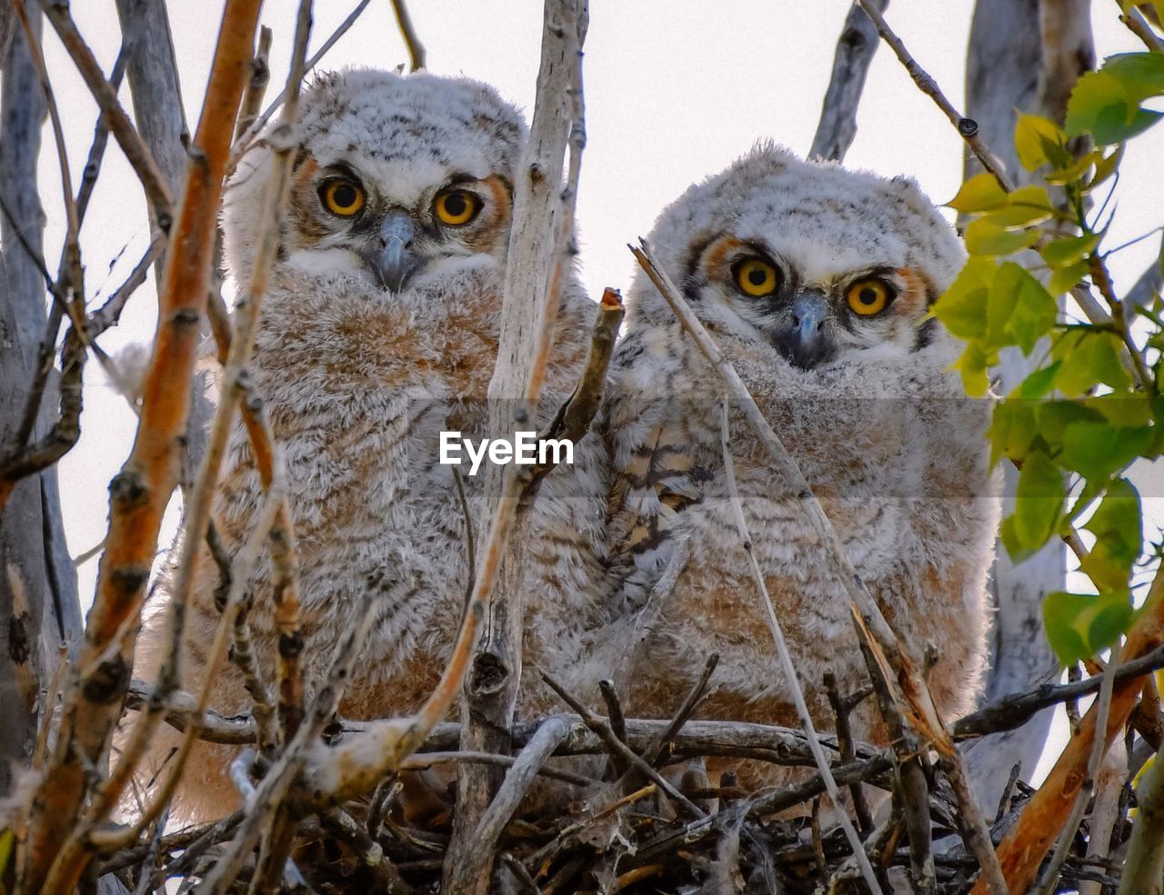 Close-up portrait of two great horned owlets 