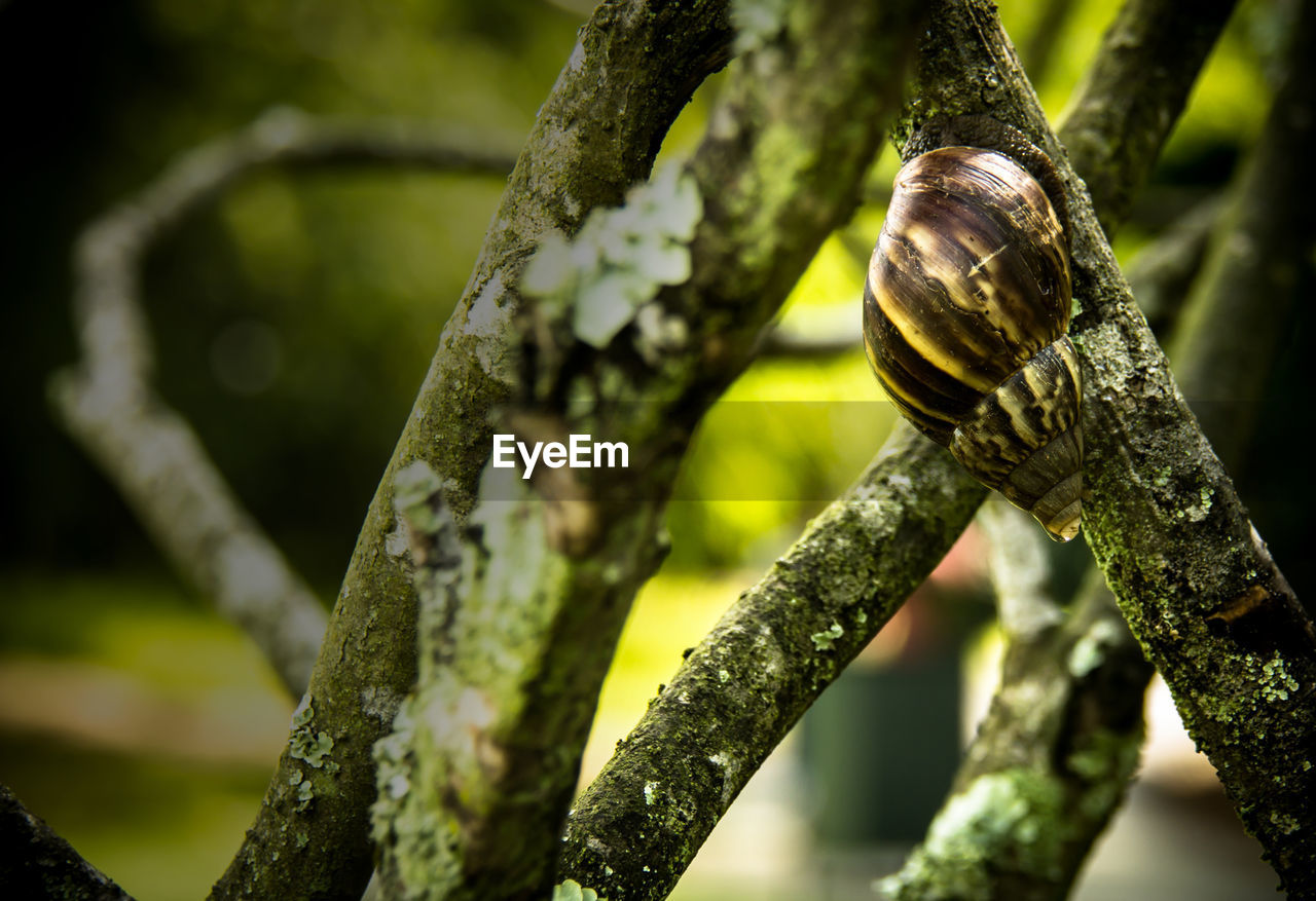 Close-up of snail on tree branch