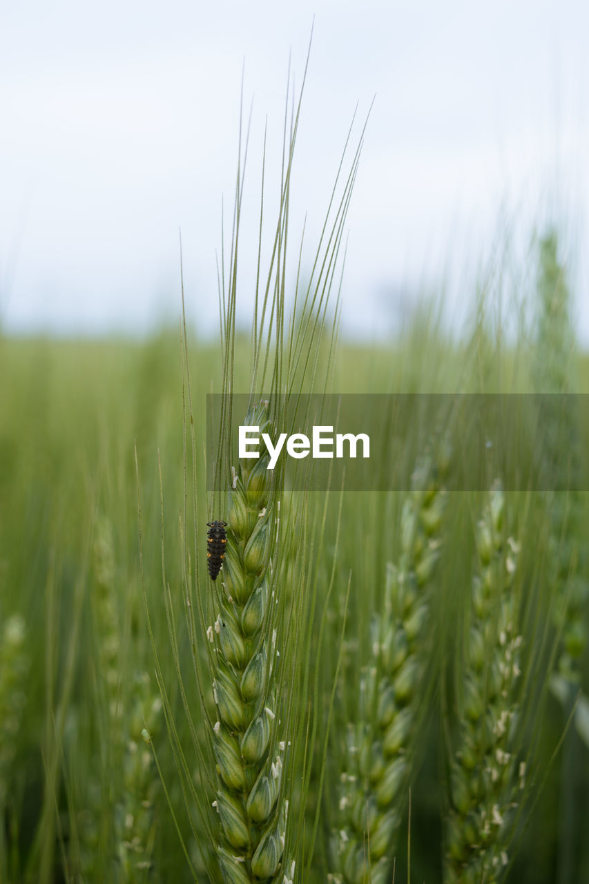 CLOSE-UP OF WHEAT IN FIELD