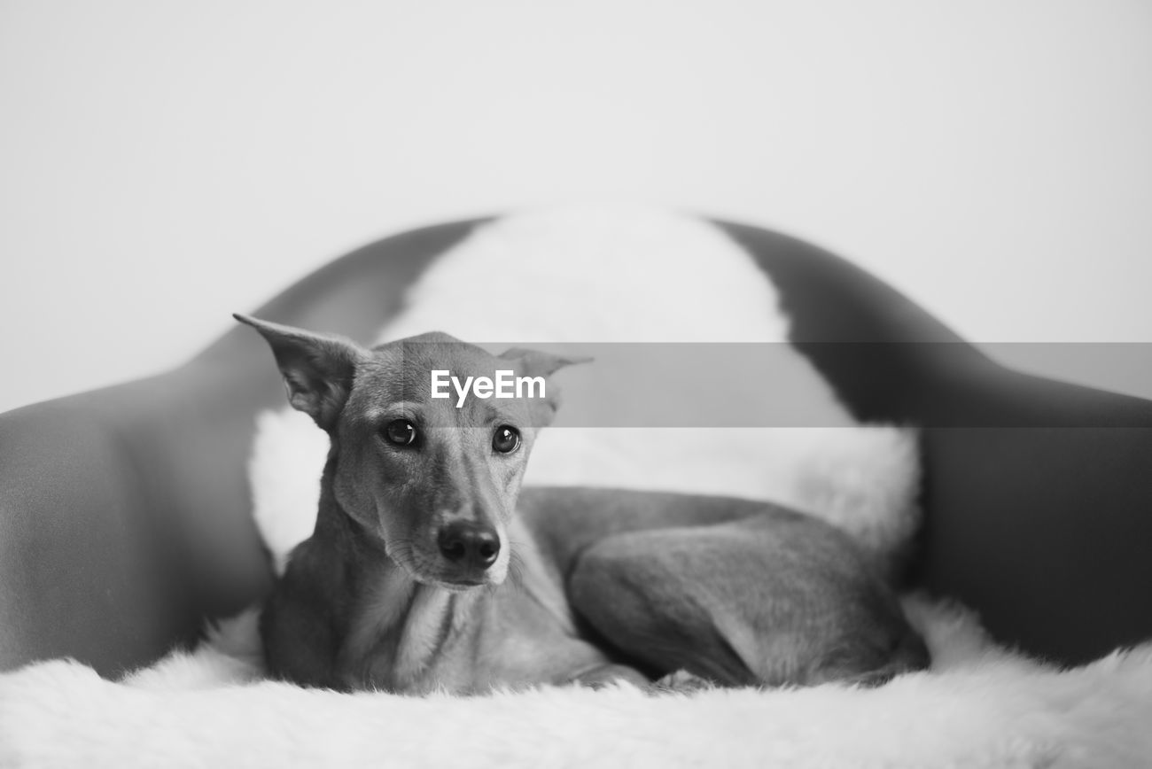 Portrait Of Dog Sitting On Lounge Chair Id 76498608