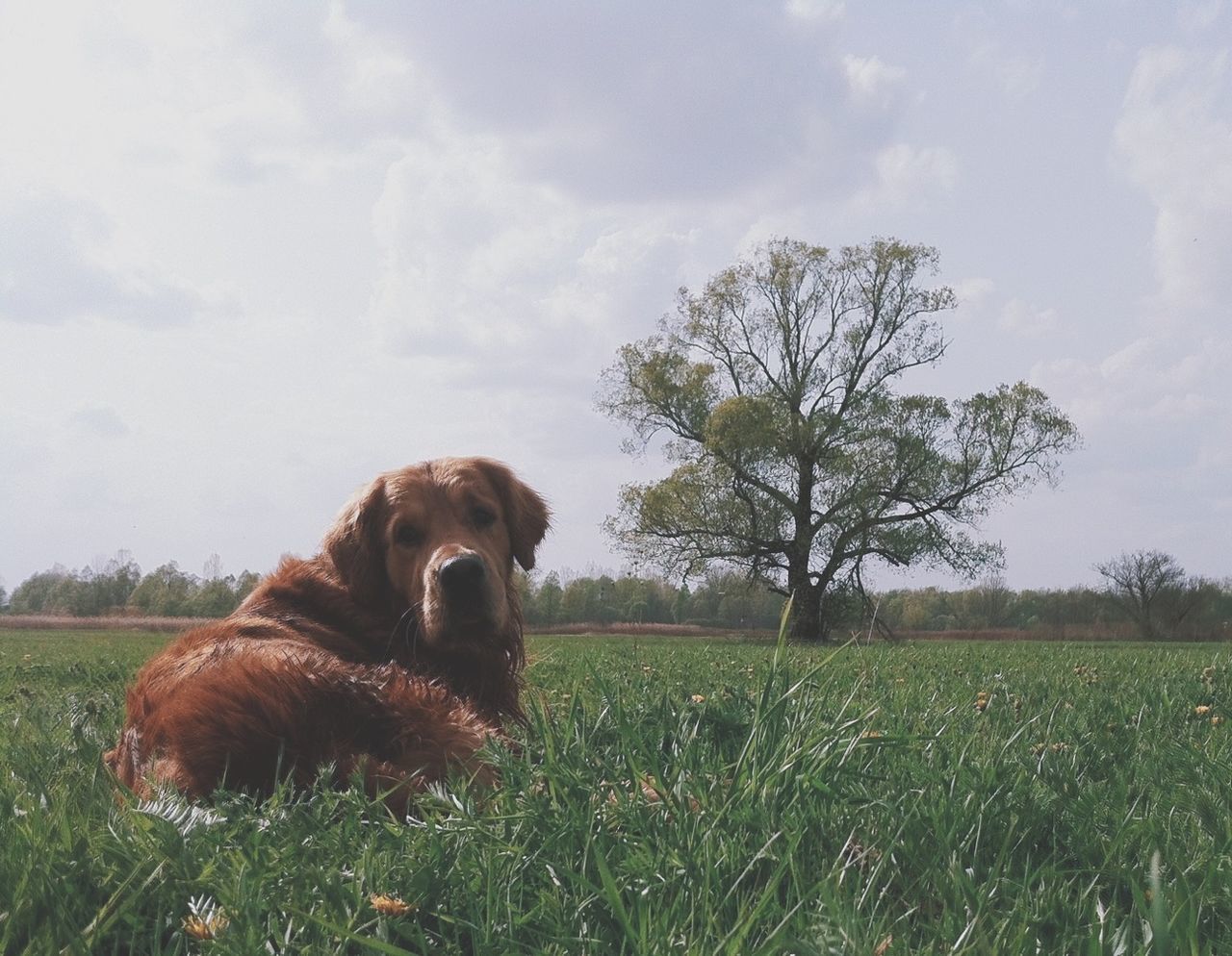 Portrait of a dog resting on landscape