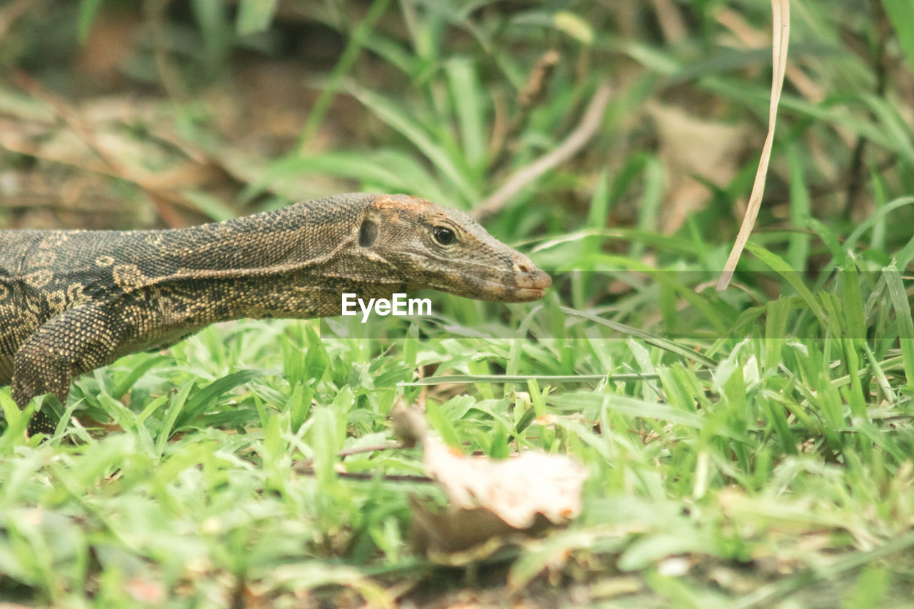 animal themes, animal, animal wildlife, one animal, wildlife, reptile, plant, nature, wall lizard, grass, no people, selective focus, green, land, day, outdoors, animal body part, crocodile, sign, side view, communication