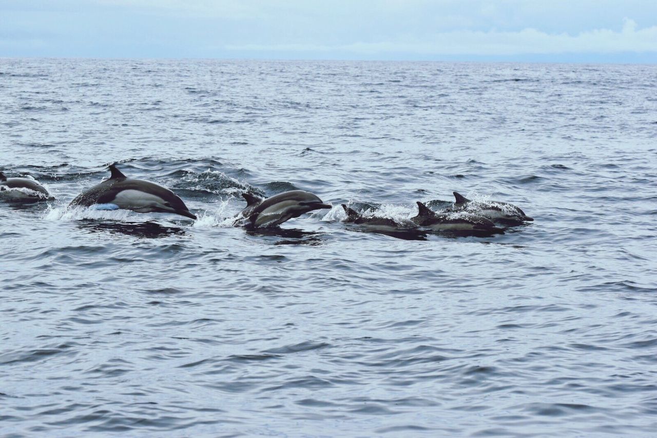 Dolphins swimming in sea against sky
