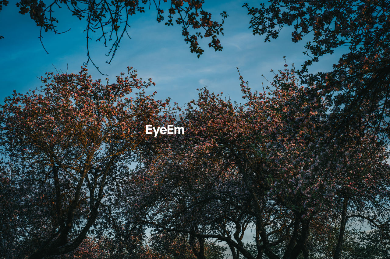 Low angle view of silhouette trees against sky