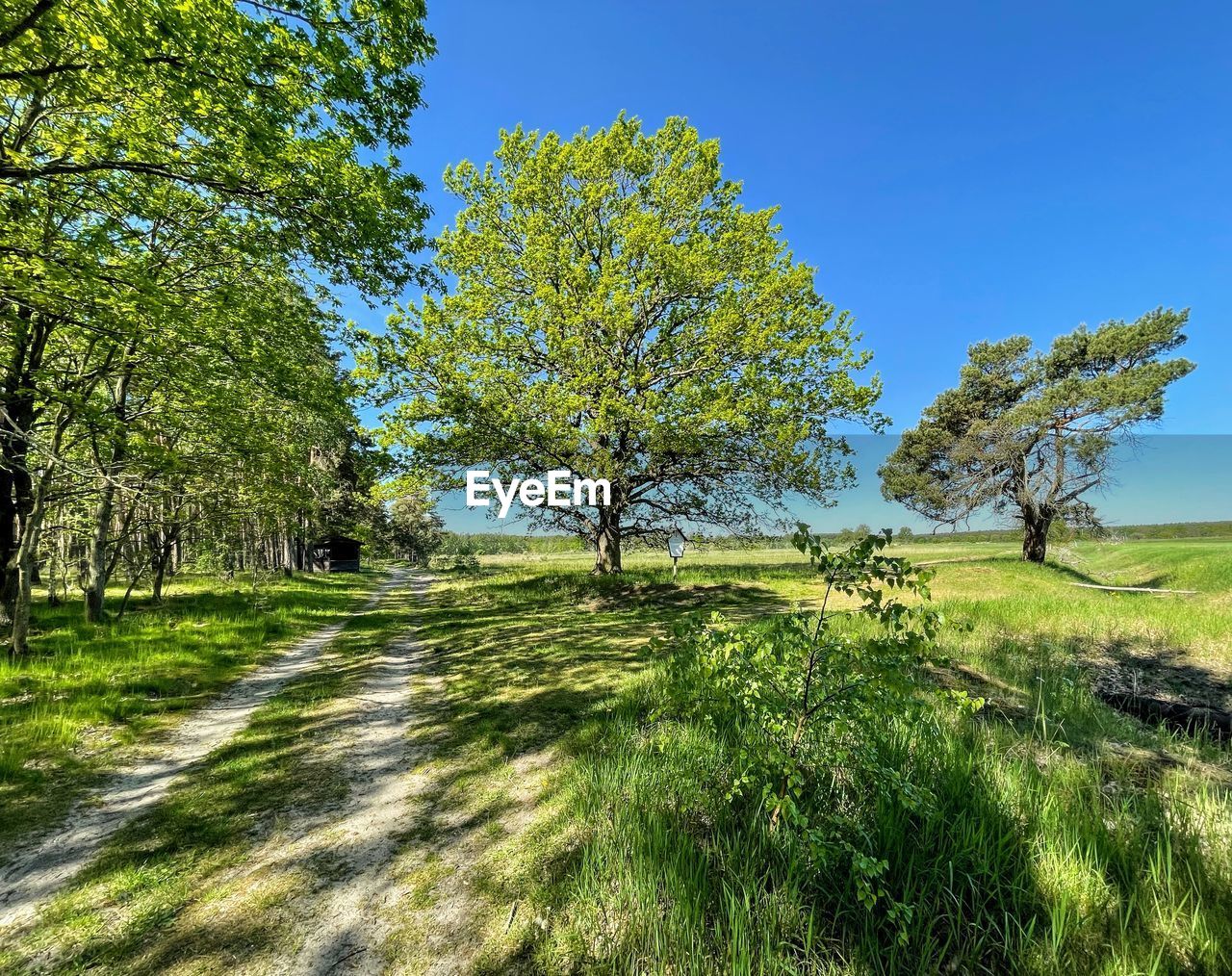 TREES GROWING ON FIELD AGAINST CLEAR SKY