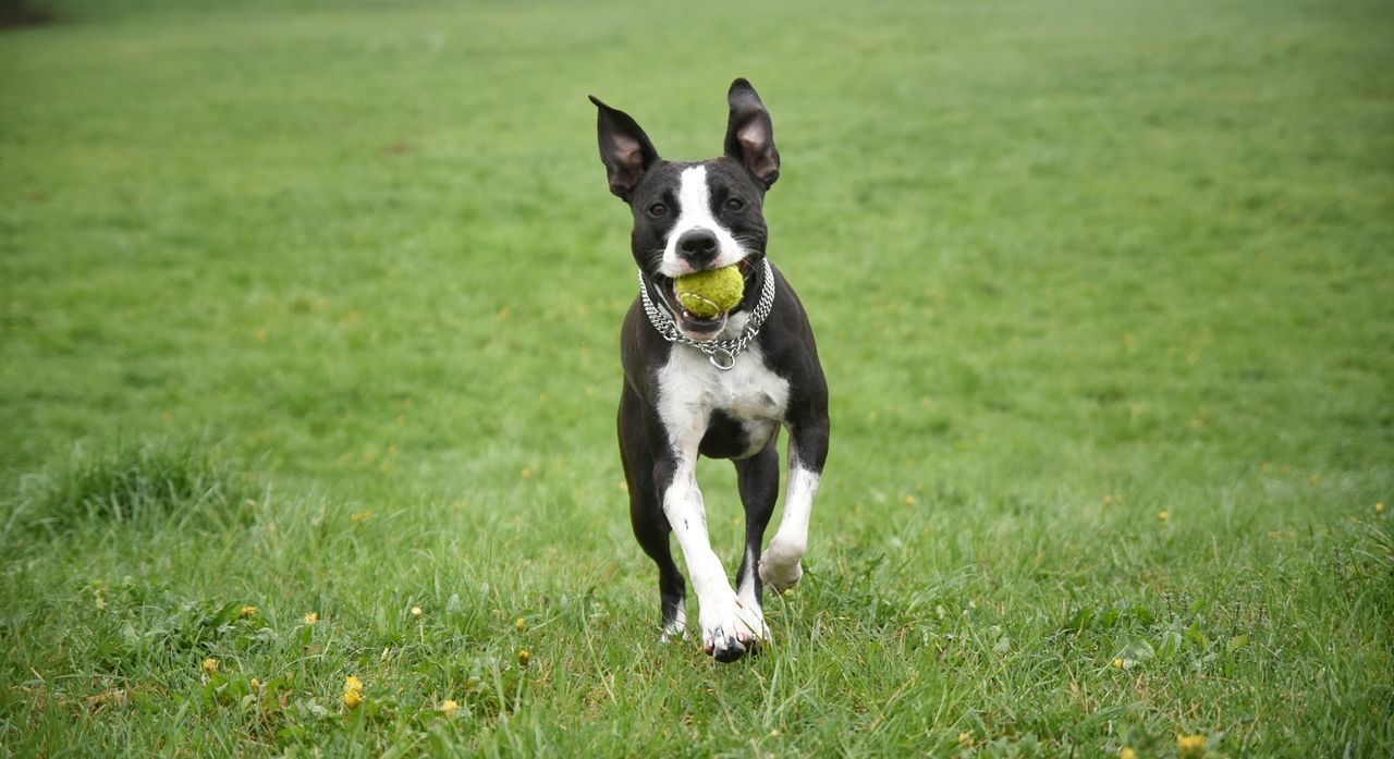 Portrait of dog running with ball on field