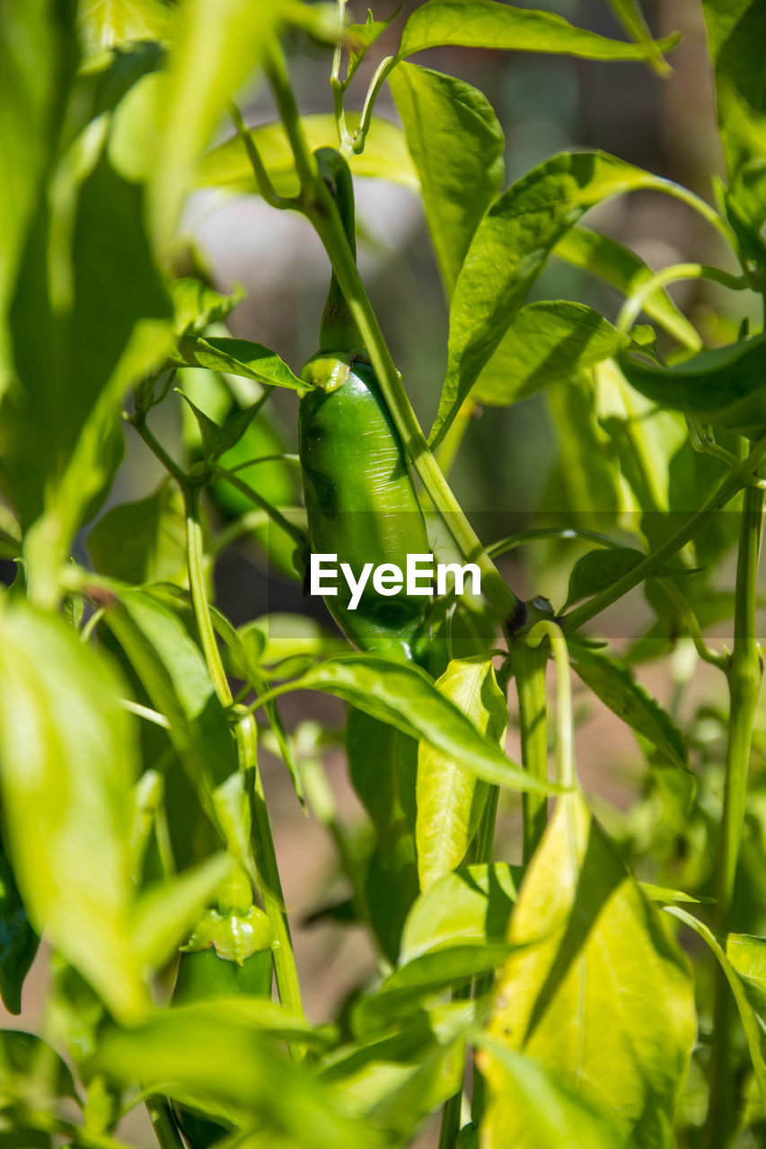 CLOSE-UP OF FRESH GREEN PLANT