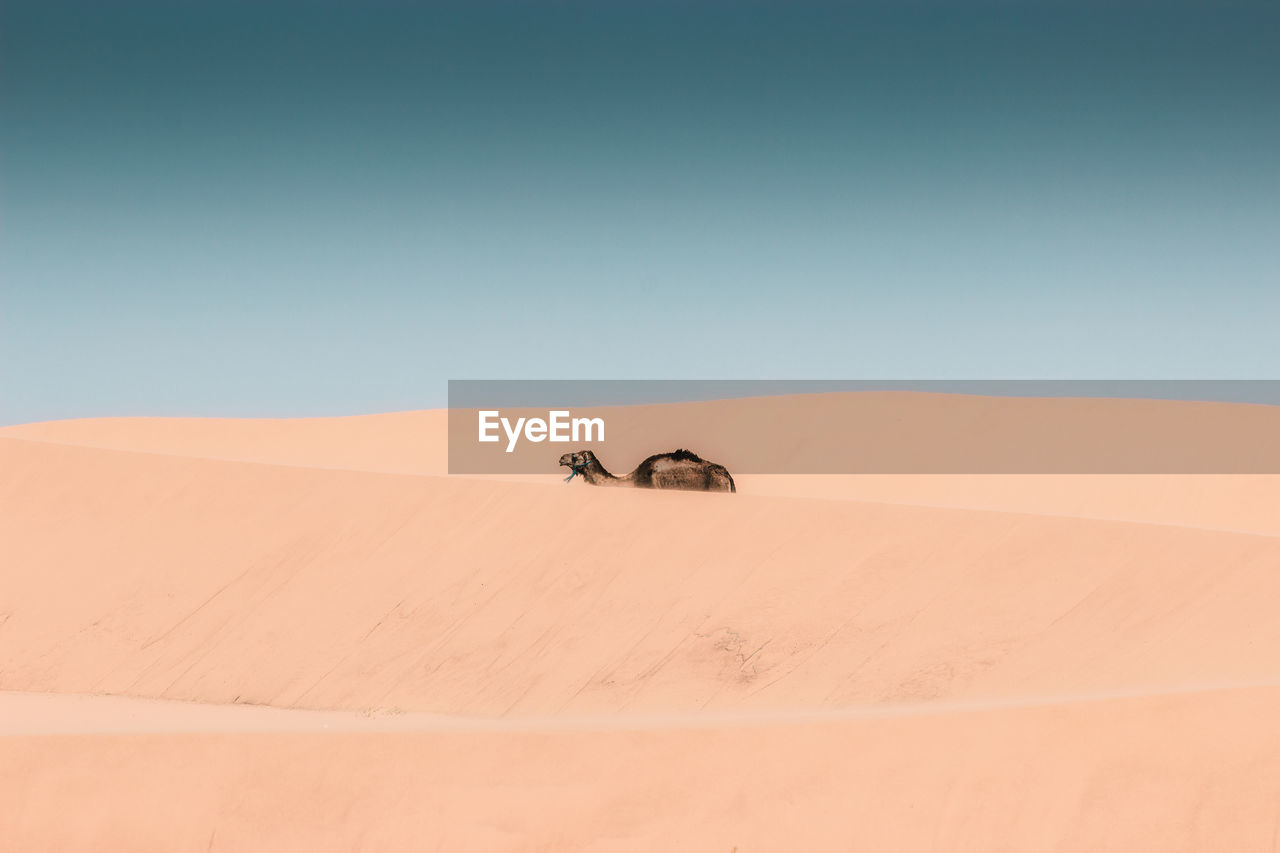 Lonely Dromedary Among The Sand Dunes Desert Sand On Eyeem