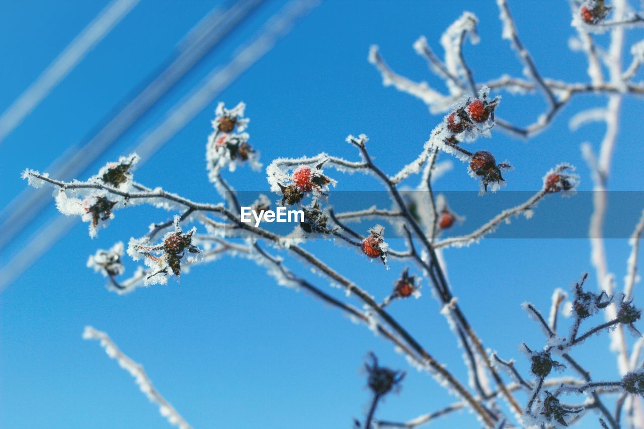 Rosehip briar branches nature flora garden blue sky beautiful winter frozen frosty sunny day snow 