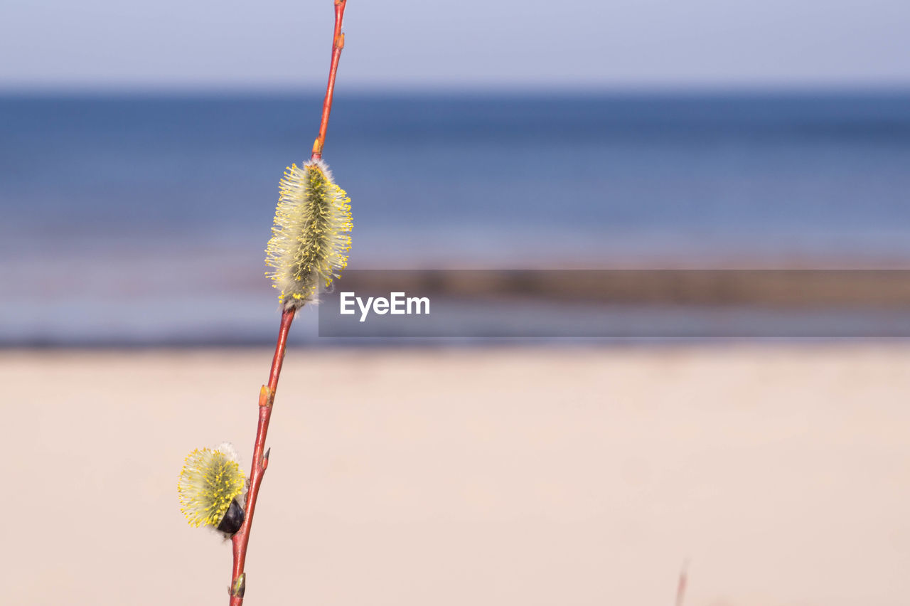 CLOSE-UP OF PLANT ON BEACH AGAINST SEA