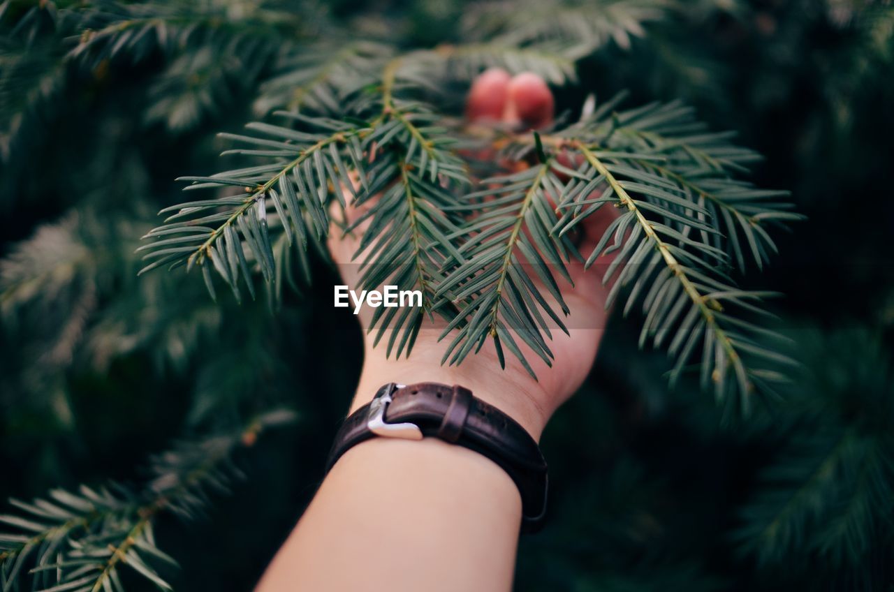 Close-up of hand on tree
