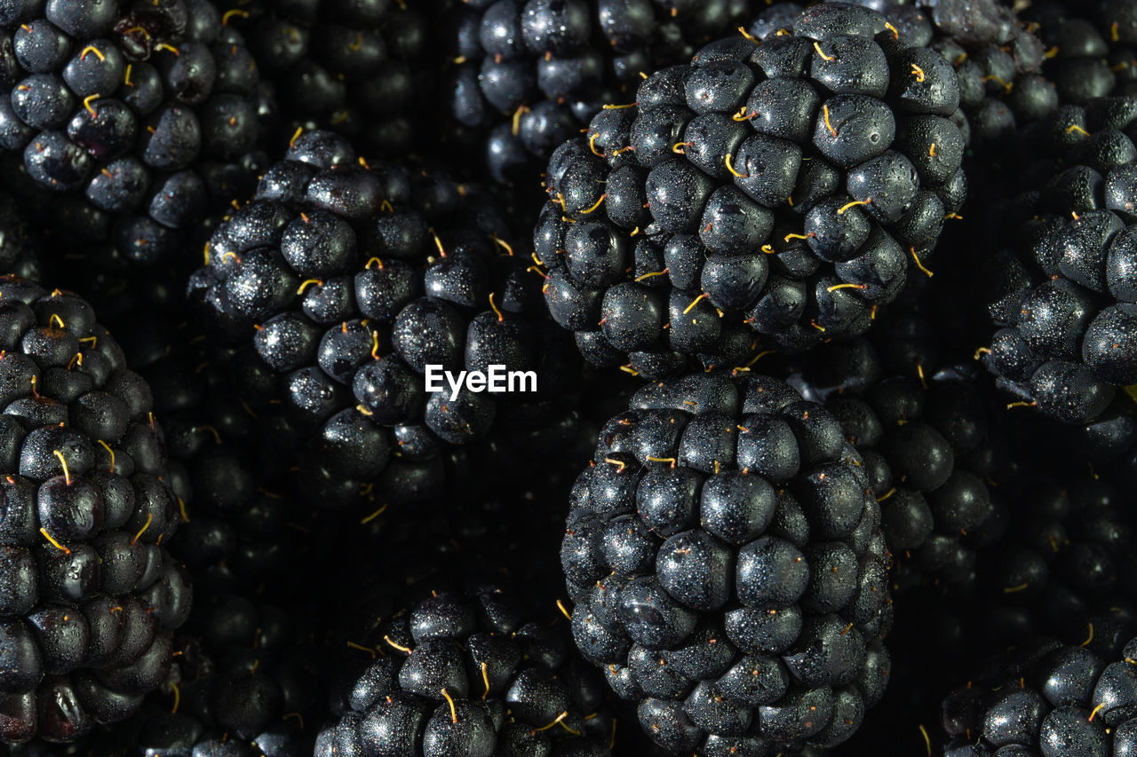 Fresh picked blackberries close up shot. natural fruit background