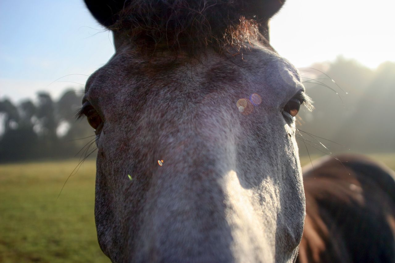 CLOSE-UP OF A HORSE