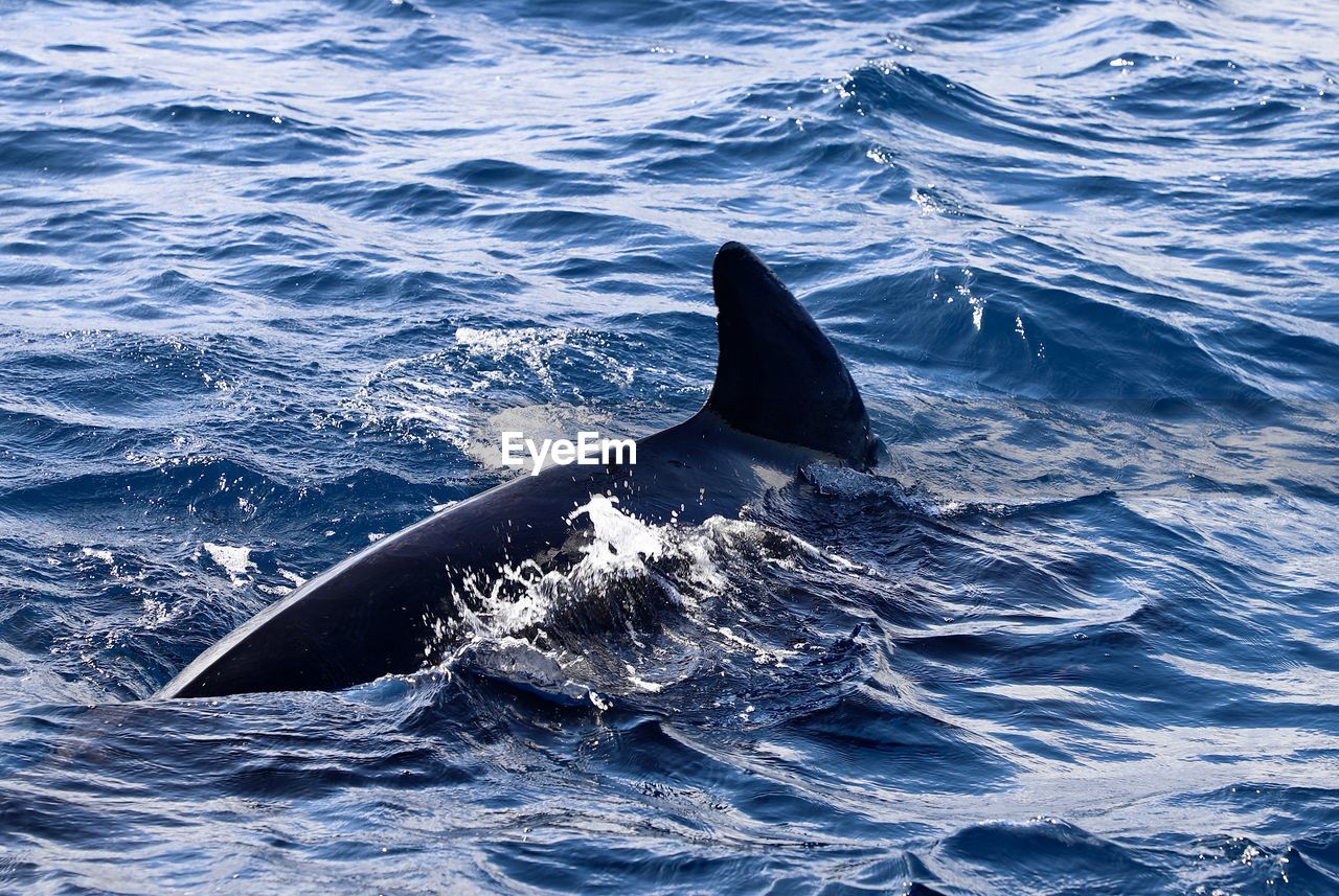Dolphin swimming in sea