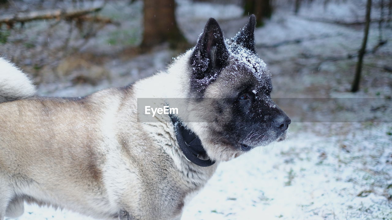 CLOSE-UP OF A DOG LOOKING AWAY ON SNOW