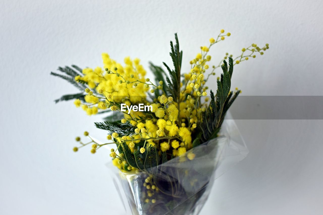 CLOSE-UP OF YELLOW FLOWER IN VASE AGAINST WHITE BACKGROUND